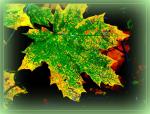 JESIENNIE_OKIEM_SERCA_EWY_WASZAK_39